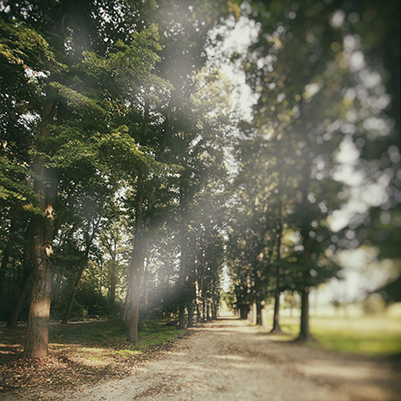 viale 